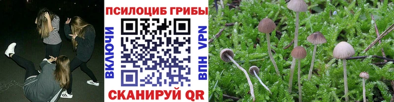 Купить закладки  Бежецк  Галлюциногенные грибы Psilocybe 